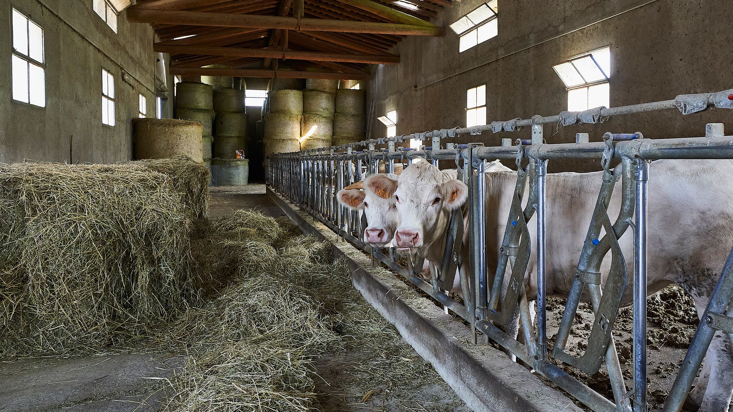 Vigneti - Agriturismo Cascina Carretto