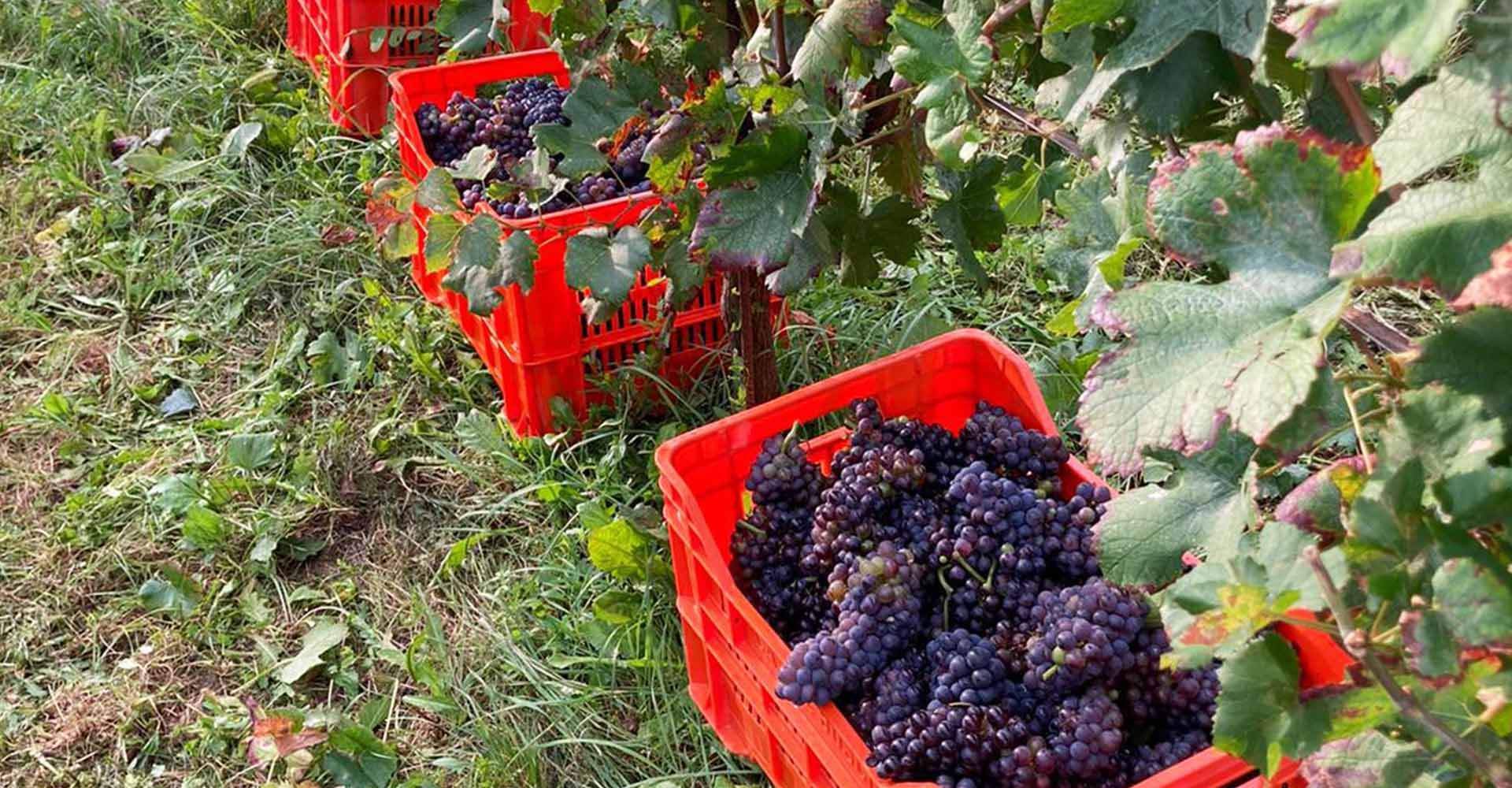 Raccolta uva Franciacorta